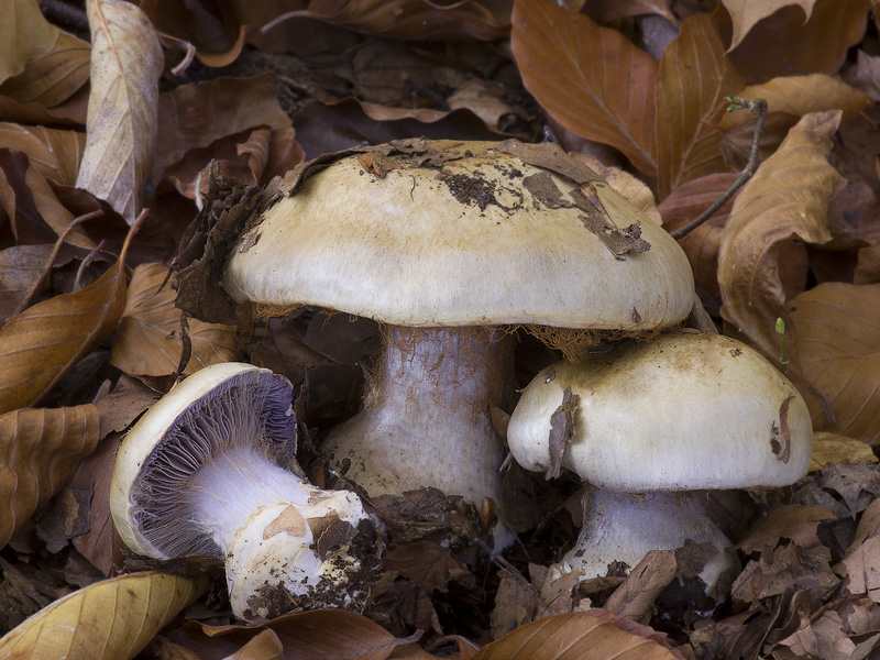 Cortinarius amoenolens